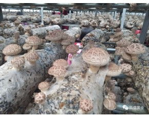 地標香菇 河南香菇基地 優質干香菇價格實惠