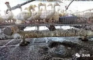 重磅 濱州人關注的養殖場戶關閉搬遷情況如下
